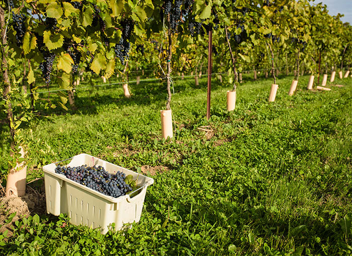 Family-owned Cornerfield Wine Co in Huron County